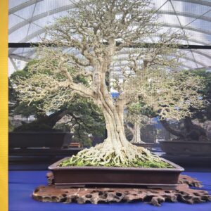 The Bonsai Review Magazine (Full -Year Subscription, starts with current issue). Click to see details: renewal versus new subscription (Copy)